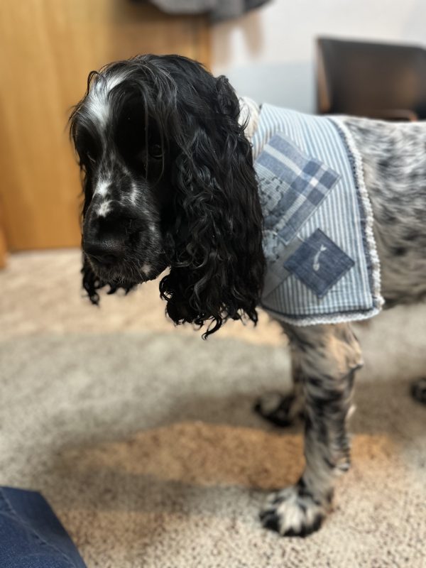 Dog bandana - Stripes